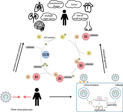 Role of E3 ubiquitin ligases and deubiquitinating enzymes in SARS-CoV-2 infection